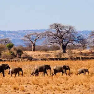 Explore 1 Day Tarangire National Park for 1 days with Gracepatt Ecotours Kenya and discover unforgettable experiences - Photo 4