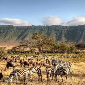 Explore 10 Days Bush & Beach (Amboseli+Tsavo West & East+Diani) for 10 days with Gracepatt Ecotours Kenya and discover unforgettable experiences - Photo 6