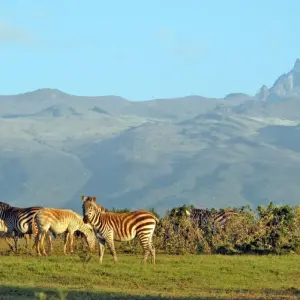 Explore Mount Kenya National Park Full-Day Hike for 1 days with Gracepatt Ecotours Kenya and discover unforgettable experiences - Photo 6