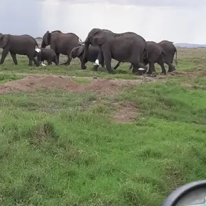 Explore 10 Days Bush & Beach (Amboseli+Tsavo West & East+Diani) for 10 days with Gracepatt Ecotours Kenya and discover unforgettable experiences - Photo 7