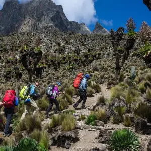 Explore Mount Kenya National Park Full-Day Hike for 1 days with Gracepatt Ecotours Kenya and discover unforgettable experiences - Photo 7
