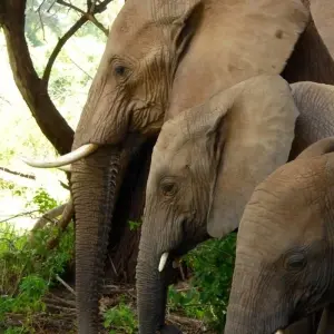 Explore 7days Off The Beaten Path – Mid-Range on 4x4 Land Cruiser Jeep for 7 days with Gracepatt Ecotours Kenya and discover unforgettable experiences - Photo 5