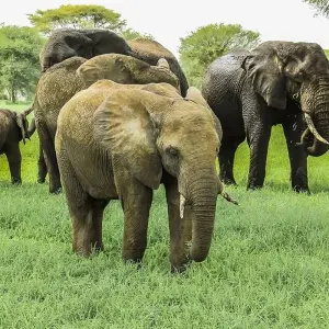 Explore 1 Day Tarangire National Park for 1 days with Gracepatt Ecotours Kenya and discover unforgettable experiences - Photo 6