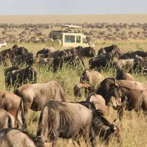 Explore 2 Days Tarangire & Ngorongoro Safari for 2 days with Gracepatt Ecotours Kenya and discover unforgettable experiences - Photo 6