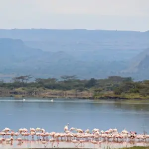 Explore 7days Off The Beaten Path – Mid-Range on 4x4 Land Cruiser Jeep for 7 days with Gracepatt Ecotours Kenya and discover unforgettable experiences - Photo 7