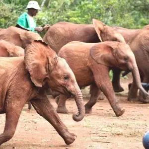 Explore 5 Days Nairobi Day tour &Amboseli National Park Safari for 5 days with Gracepatt Ecotours Kenya and discover unforgettable experiences - Photo 2