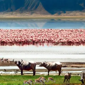 Explore 6 Days Tanzania Package (Tarangire, L. Manyara, Serengeti, Ngorongoro &Arusha) for 6 days with Gracepatt Ecotours Kenya and discover unforgettable experiences - Photo 10