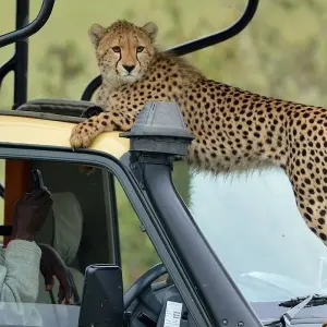 Explore 7days Off The Beaten Path – Mid-Range on 4x4 Land Cruiser Jeep for 7 days with Gracepatt Ecotours Kenya and discover unforgettable experiences - Photo 9