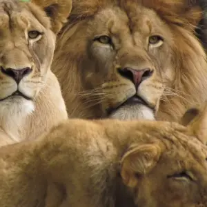 Explore 9 days Amboseli, Nakuru, Masai Mara, Serengeti & Ngorongoro tour for 9 days with Gracepatt Ecotours Kenya and discover unforgettable experiences - Photo 2