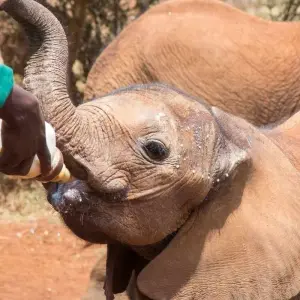 Explore 5 Days Nairobi Day tour &Amboseli National Park Safari for 5 days with Gracepatt Ecotours Kenya and discover unforgettable experiences - Photo 3