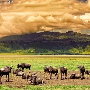 Explore 2 Days Tarangire & Ngorongoro Safari for 2 days with Gracepatt Ecotours Kenya and discover unforgettable experiences - Photo 10
