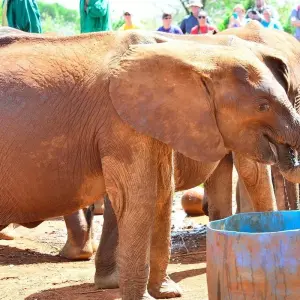 Explore 5 Days Nairobi Day tour &Amboseli National Park Safari for 5 days with Gracepatt Ecotours Kenya and discover unforgettable experiences - Photo 4