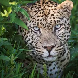 Explore 5Days Aberdares, Solio and Samburu Safari on 4x4 Jeep for 5 days with Gracepatt Ecotours Kenya and discover unforgettable experiences - Photo 4