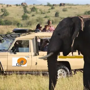 Explore 9 days Amboseli, Nakuru, Masai Mara, Serengeti & Ngorongoro tour for 9 days with Gracepatt Ecotours Kenya and discover unforgettable experiences - Photo 4