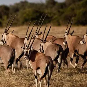 Explore 5Days Aberdares, Solio and Samburu Safari on 4x4 Jeep for 5 days with Gracepatt Ecotours Kenya and discover unforgettable experiences - Photo 5