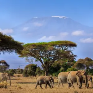 Explore 5Days, 4Nights Amboseli National Park Safari & Diani Beach Holiday for 5 days with Gracepatt Ecotours Kenya and discover unforgettable experiences - Photo 7