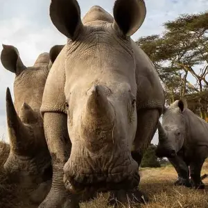 Explore 5Days Aberdares, Solio and Samburu Safari on 4x4 Jeep for 5 days with Gracepatt Ecotours Kenya and discover unforgettable experiences - Photo 7