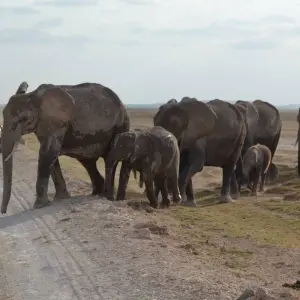 Explore 14 Days Kenya Bush Safari &Beach for 14 days with Gracepatt Ecotours Kenya and discover unforgettable experiences - Photo 7