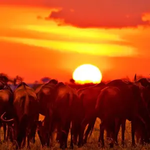 Explore 11 Days East African Classic Safari (Wildebeest Migration Feasible) for 11 days with Gracepatt Ecotours Kenya and discover unforgettable experiences - Photo 6