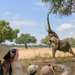 Explore 16 Days Kenya & Tanzania Wildlife Safari & Kilimanjaro Climbing for 16 days with Gracepatt Ecotours Kenya and discover unforgettable experiences - Photo 4