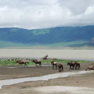 Explore 16 Days Kenya & Tanzania Wildlife Safari & Kilimanjaro Climbing for 16 days with Gracepatt Ecotours Kenya and discover unforgettable experiences - Photo 5