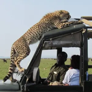 Explore 5Days Tanzania {L.Manyara, Serengeti, Ngorongoro &Karatu} Classic Safari for 5 days with Gracepatt Ecotours Kenya and discover unforgettable experiences - Photo 9