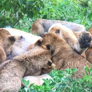 Explore 11 Days East African Classic Safari (Wildebeest Migration Feasible) for 11 days with Gracepatt Ecotours Kenya and discover unforgettable experiences - Photo 9