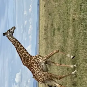 Explore 9  Days Best Of Kenya And Tanzania Safari for 9 days with Gracepatt Ecotours Kenya and discover unforgettable experiences - Photo 4