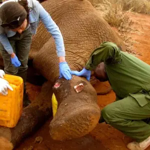 Explore 14Days Volunteer Community Wildlife Sanctuary for 14 days with Gracepatt Ecotours Kenya and discover unforgettable experiences - Photo 8