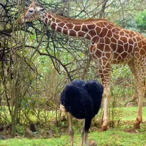 Explore 8 Days Amboseli , Samburu and Maasai Mara Honeymoon Luxury Safari with Flights for 8 days with Gracepatt Ecotours Kenya and discover unforgettable experiences - Photo 2