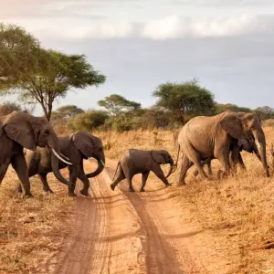 Explore 11 Days East African Classic Safari (Wildebeest Migration Feasible) for 11 days with Gracepatt Ecotours Kenya and discover unforgettable experiences - Photo 11