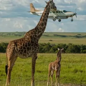 Explore 8Days Luxury Flying Safari :Amboseli, Samburu And Masai Mara on a 4x4 Land Cruiser Jeep for 8 days with Gracepatt Ecotours Kenya and discover unforgettable experiences - Photo 3