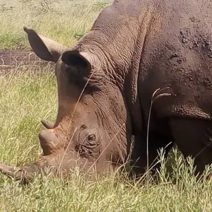 Explore 9 Days Best Of Kenya Wildlife Luxury Safari with Flights for 9 days with Gracepatt Ecotours Kenya and discover unforgettable experiences - Photo 4