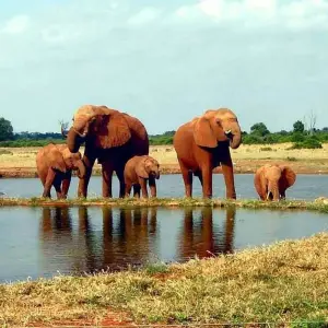 Explore 9 Days Best Of Kenya Wildlife Luxury Safari with Flights for 9 days with Gracepatt Ecotours Kenya and discover unforgettable experiences - Photo 5