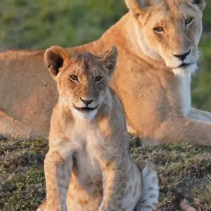 Explore 9 Days Best Of Kenya Wildlife Luxury Safari with Flights for 9 days with Gracepatt Ecotours Kenya and discover unforgettable experiences - Photo 7