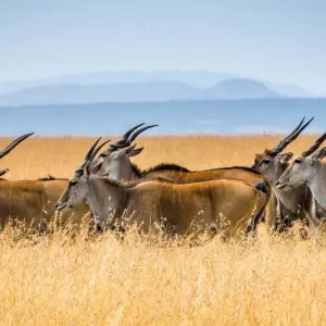 Explore 8Days Luxury Flying Safari :Amboseli, Samburu And Masai Mara on a 4x4 Land Cruiser Jeep for 8 days with Gracepatt Ecotours Kenya and discover unforgettable experiences - Photo 9