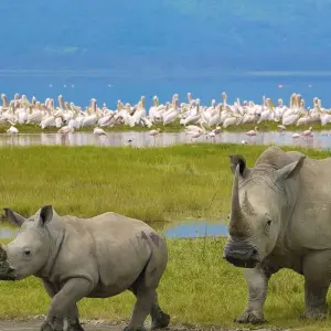 Explore 8 Days Samburu ,Sweetwaters and Maasai Mara Group Tour- Mid - Range for 8 days with Gracepatt Ecotours Kenya and discover unforgettable experiences - Photo 4