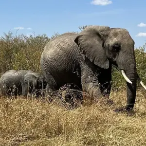 Explore 3 Days  Private Maasai Mara Sarova Luxury Safari With a 4x4 Land Cruiser Jeep for 3 days with Gracepatt Ecotours Kenya and discover unforgettable experiences - Photo 8