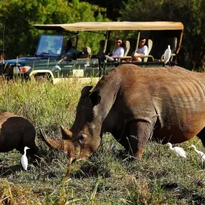 Explore 21days Private safari covering Mt Kenya, Ol Pejeta, Lake Nakuru, Hells gate, Maasai Mara, Amboseli, Tsavo and Diani Beach Holiday for 21 days with Gracepatt Ecotours Kenya and discover unforgettable experiences - Photo 4