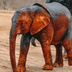 Explore 5 Days Aberdares, Ol Pejeta Conservancy & Samburu Wildlife Private Safari on a 4x4 Landcruiser Jeep for 5 days with Gracepatt Ecotours Kenya and discover unforgettable experiences - Photo 2