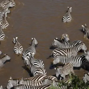 Explore Masai Mara: Wildebeest Great Migration 4-Day Safari- Mid-range Accommodation for 4 days with Gracepatt Ecotours Kenya and discover unforgettable experiences - Photo 2