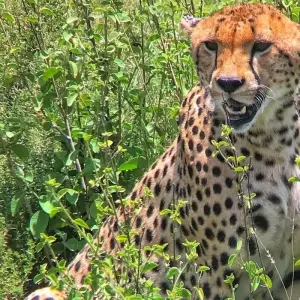 Explore Masai Mara: Wildebeest Great Migration 4-Day Safari- Mid-range Accommodation for 4 days with Gracepatt Ecotours Kenya and discover unforgettable experiences - Photo 4