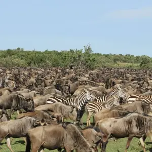 Explore Masai Mara: Wildebeest Great Migration 4-Day Safari- Mid-range Accommodation for 4 days with Gracepatt Ecotours Kenya and discover unforgettable experiences - Photo 5