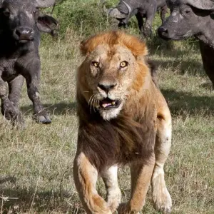 Explore 5 Days Aberdares, Ol Pejeta Conservancy & Samburu Wildlife Private Safari on a 4x4 Landcruiser Jeep for 5 days with Gracepatt Ecotours Kenya and discover unforgettable experiences - Photo 6