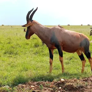 Explore 8 Days Budgeted Beach Stay & Coastal Wildlife Safari for 8 days with Gracepatt Ecotours Kenya and discover unforgettable experiences - Photo 8