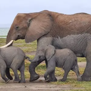 Explore 5 Days Aberdares, Ol Pejeta Conservancy & Samburu Wildlife Private Safari on a 4x4 Landcruiser Jeep for 5 days with Gracepatt Ecotours Kenya and discover unforgettable experiences - Photo 7