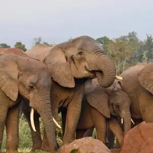 Explore Masai Mara: Wildebeest Great Migration 4-Day Safari- Mid-range Accommodation for 4 days with Gracepatt Ecotours Kenya and discover unforgettable experiences - Photo 7