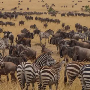 Explore Masai Mara: Wildebeest Great Migration 4-Day Safari- Mid-range Accommodation for 4 days with Gracepatt Ecotours Kenya and discover unforgettable experiences - Photo 8
