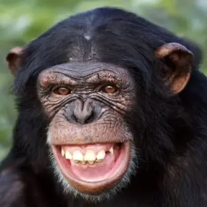 Explore 5 Days Aberdares, Ol Pejeta Conservancy & Samburu Wildlife Private Safari on a 4x4 Landcruiser Jeep for 5 days with Gracepatt Ecotours Kenya and discover unforgettable experiences - Photo 10