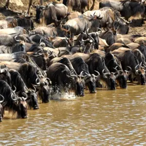 Explore Masai Mara: Wildebeest Great Migration 4-Day Safari- Mid-range Accommodation for 4 days with Gracepatt Ecotours Kenya and discover unforgettable experiences - Photo 10